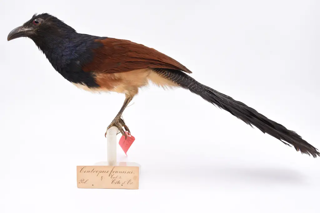 黑喉鸦鹃(Centropus leucogaster)