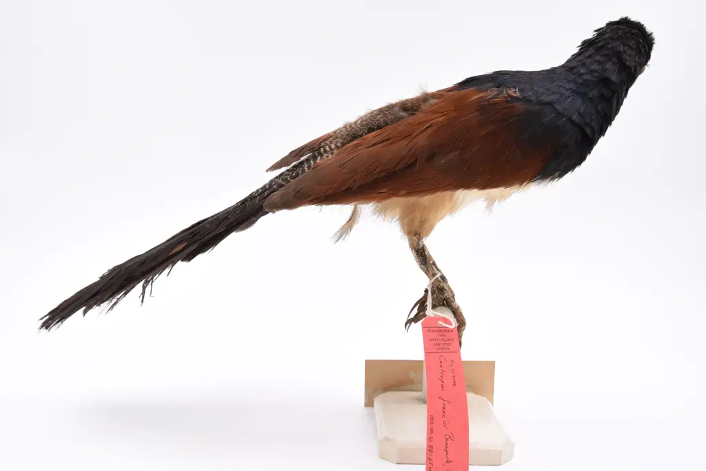 黑喉鸦鹃(Centropus leucogaster)