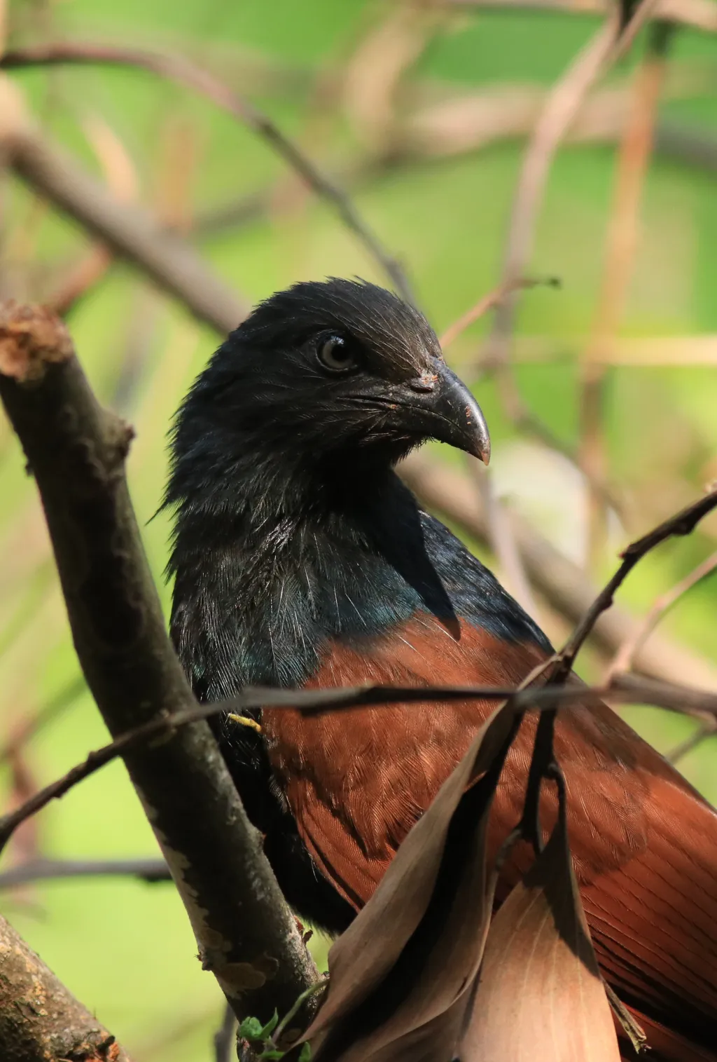 大鸦鹃（Centropus menbeki）