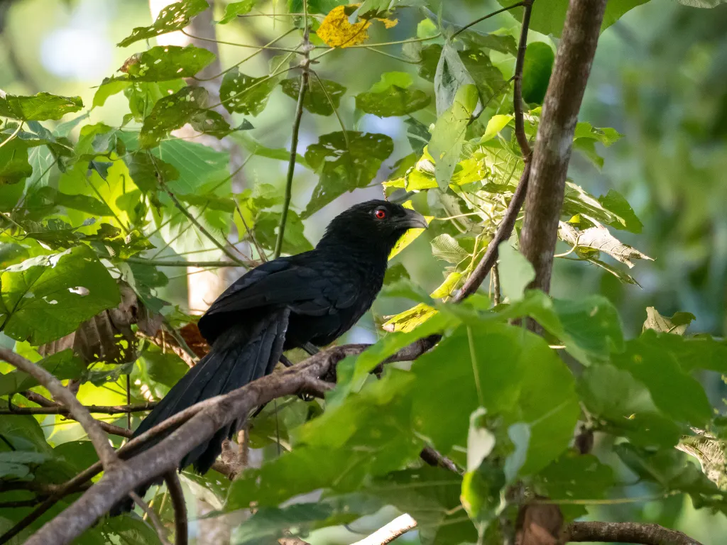 大鸦鹃（Centropus menbeki）