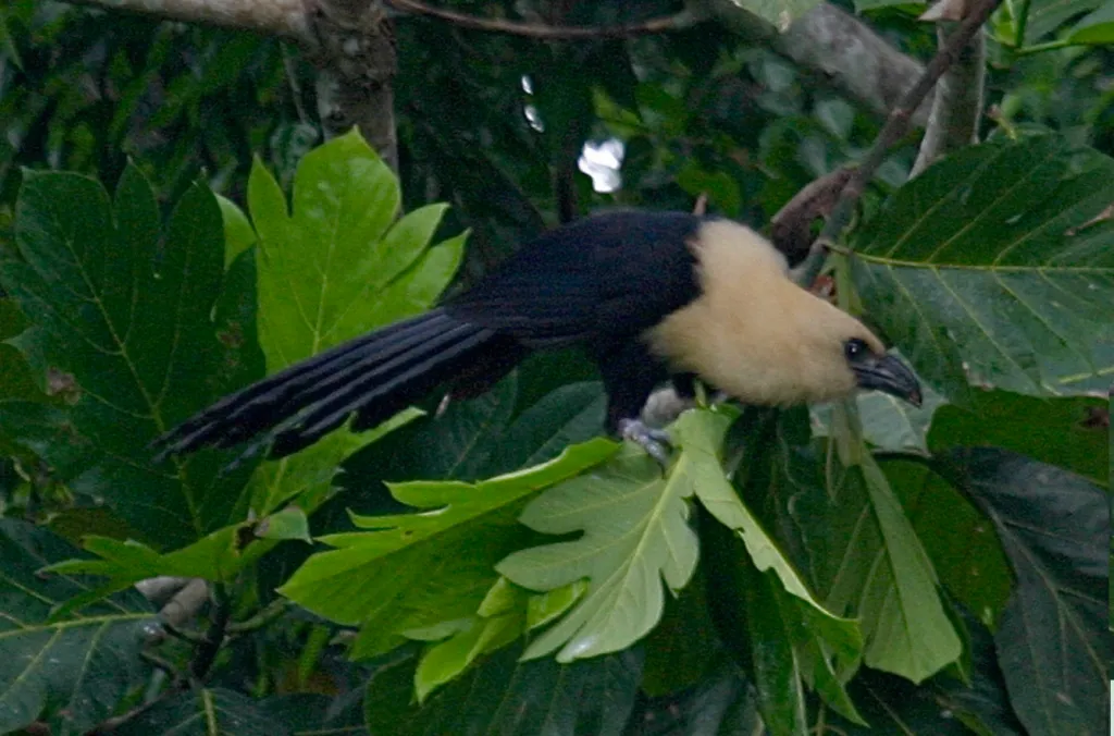 黄头鸦鹃(Centropus milo)