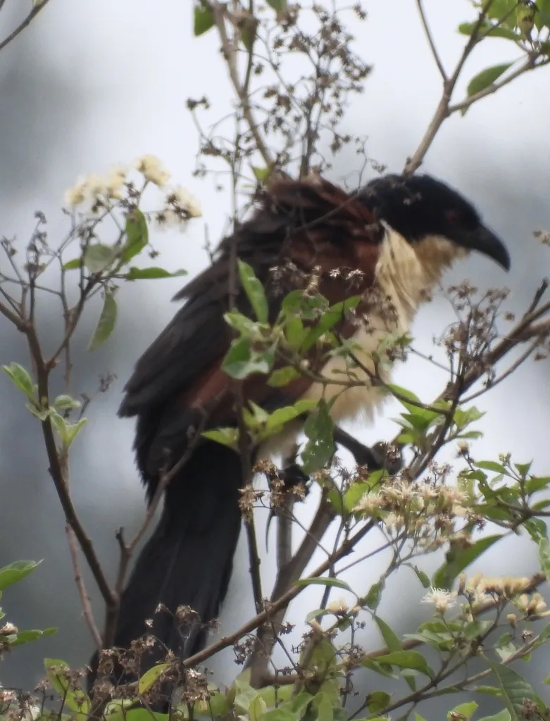 蓝头鸦鹃(Centropus monachus)