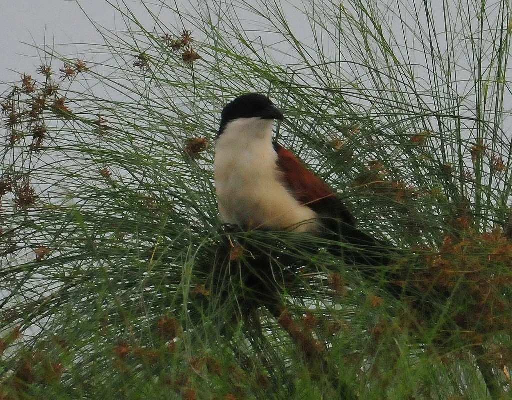 蓝头鸦鹃(Centropus monachus)