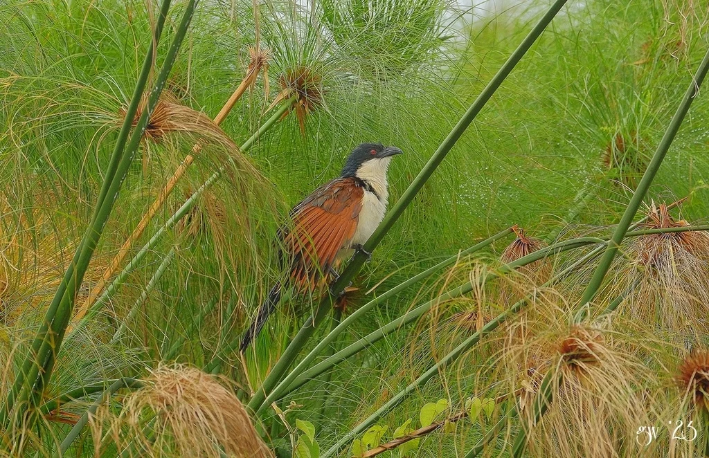 蓝头鸦鹃(Centropus monachus)