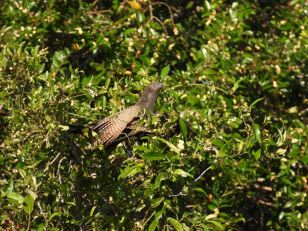 雉鸦鹃(Centropus phasianinus)