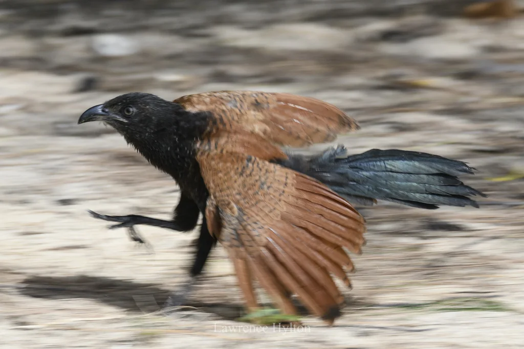 褐翅鸦鹃(Centropus sinensis)