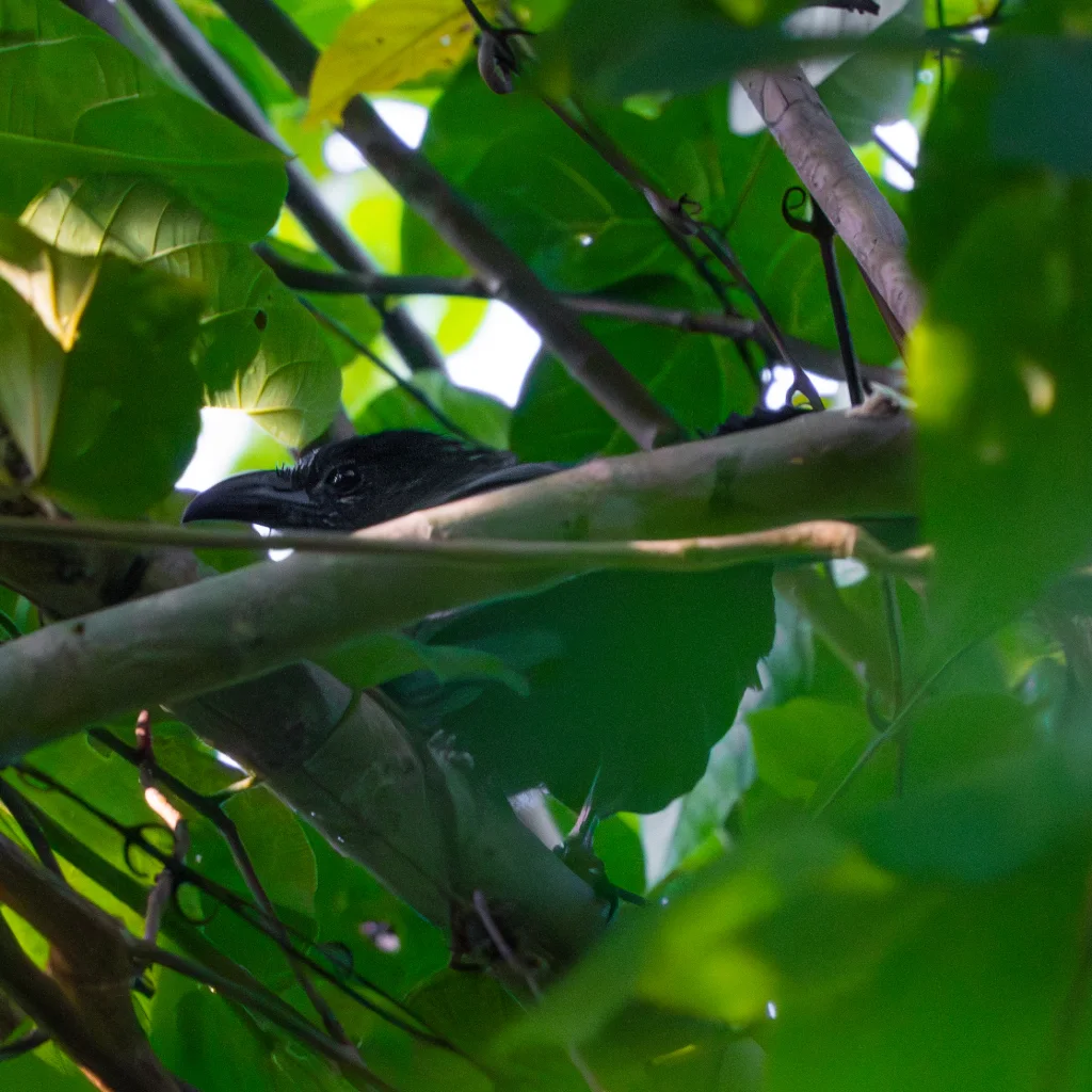 斯氏鸦鹃(Centropus steerii)
