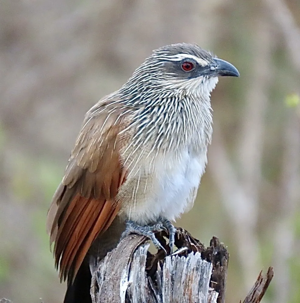 白眉鸦鹃(Centropus superciliosus)