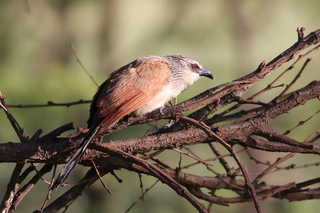 白眉鸦鹃(Centropus superciliosus)