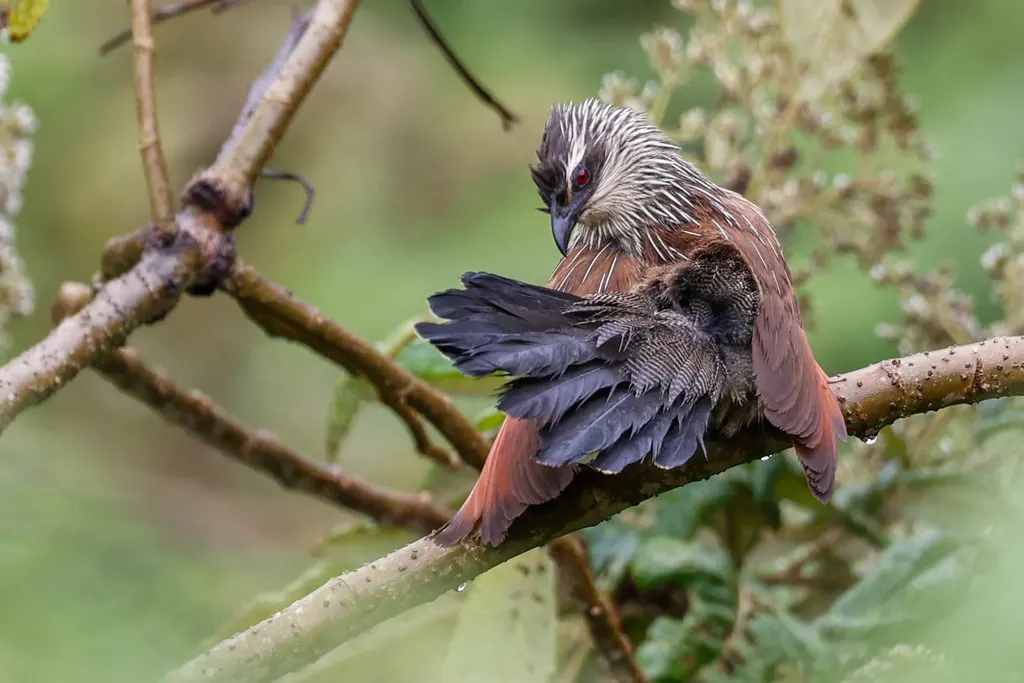白眉鸦鹃(Centropus superciliosus)