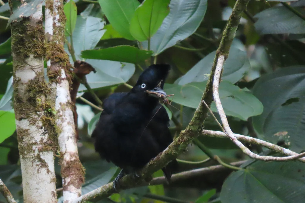 亚马孙伞鸟(Cephalopterus ornatus)
