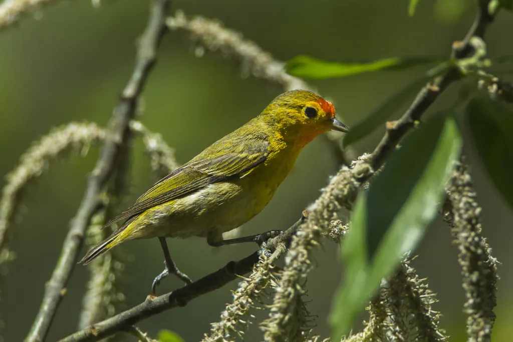 火冠雀(Cephalopyrus flammiceps)