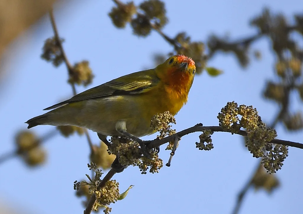 火冠雀(Cephalopyrus flammiceps)