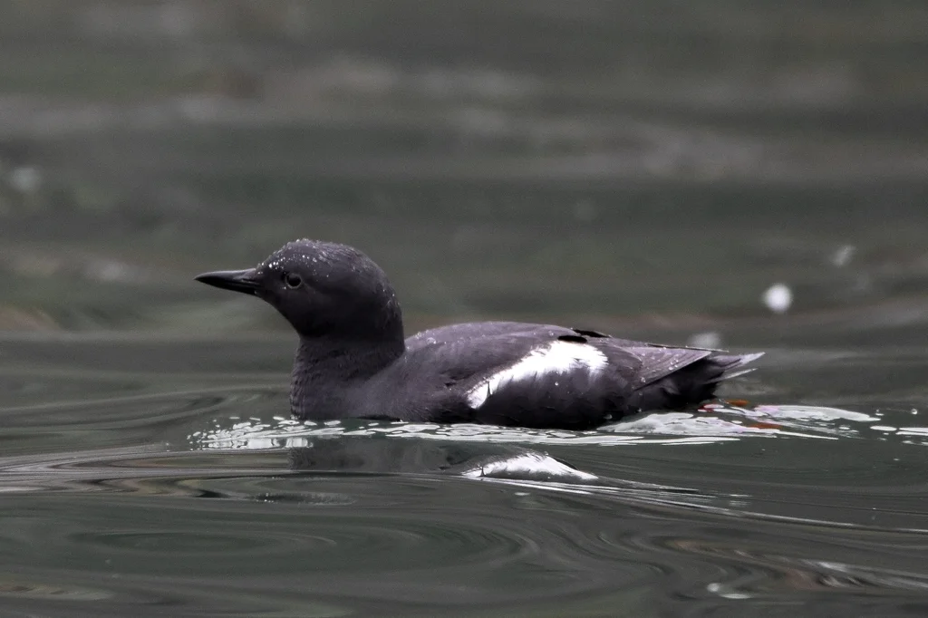海鸽(Cepphus columba)