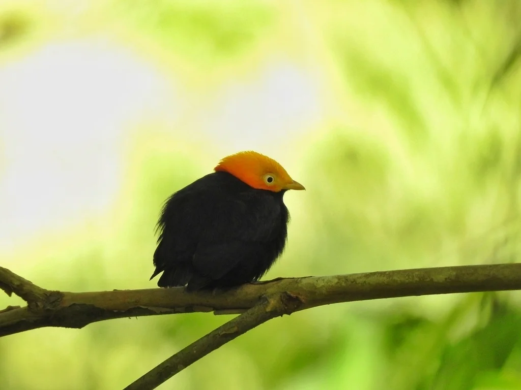 金头娇鹟(Ceratopipra erythrocephala)
