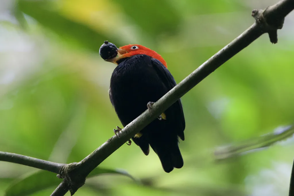 红顶娇鹟(Ceratopipra mentalis)
