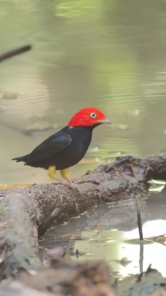 红顶娇鹟(Ceratopipra mentalis)