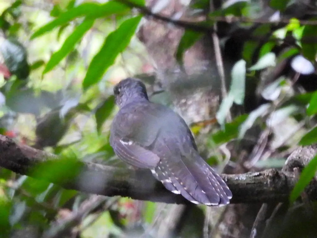 绿长尾鹃(Cercococcyx olivinus)