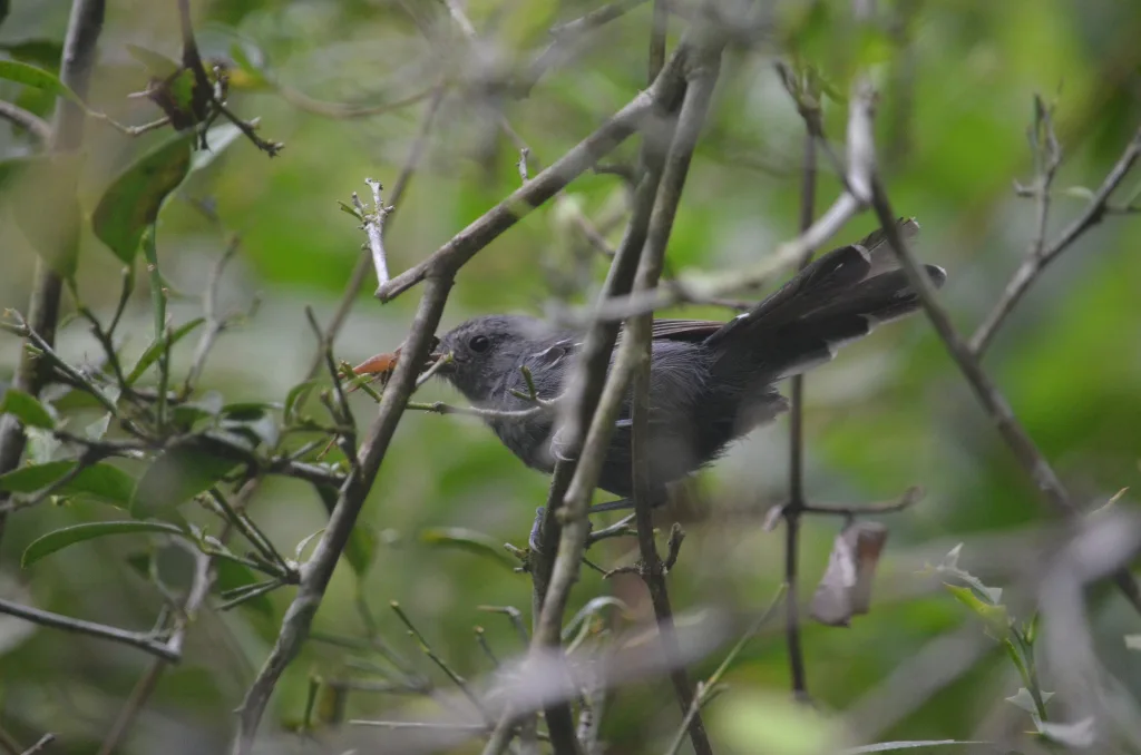 里约蚁鸟(Cercomacra brasiliana)