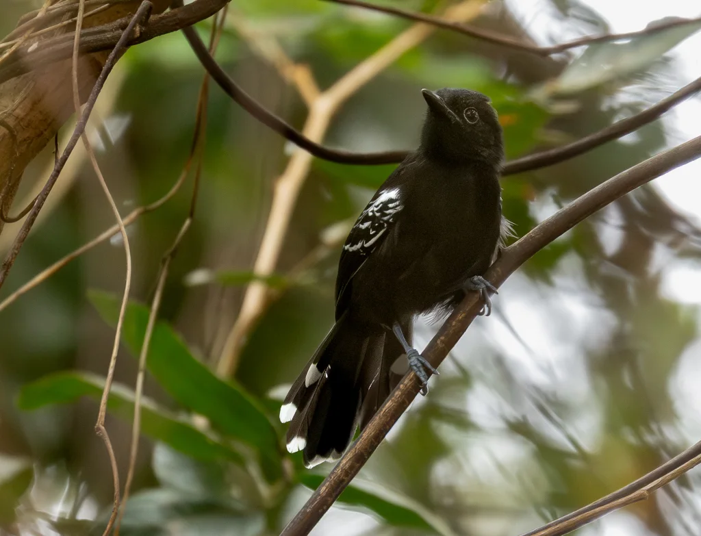 巴西蚁鸟（Cercomacra carbonaria）