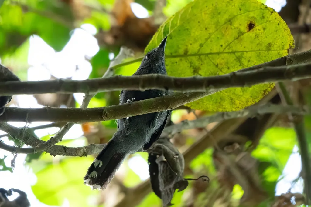 灰蚁鸟(Cercomacra cinerascens)