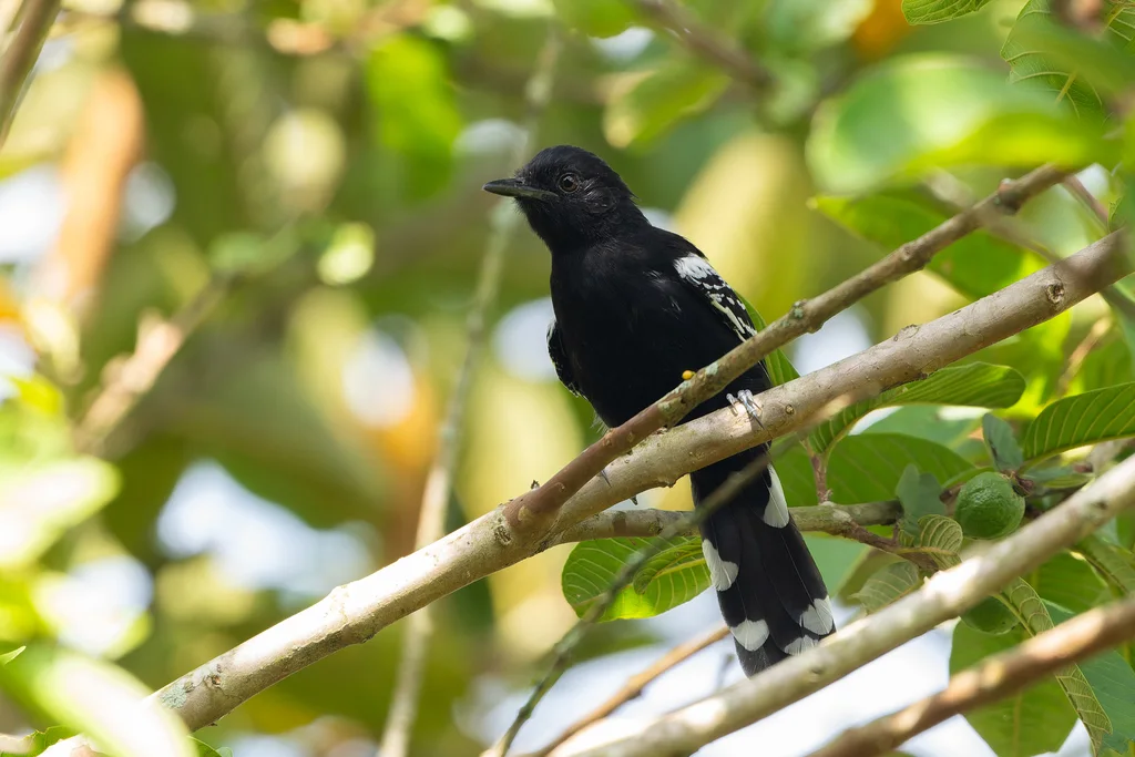 辉黑蚁鸟(Cercomacra nigricans)