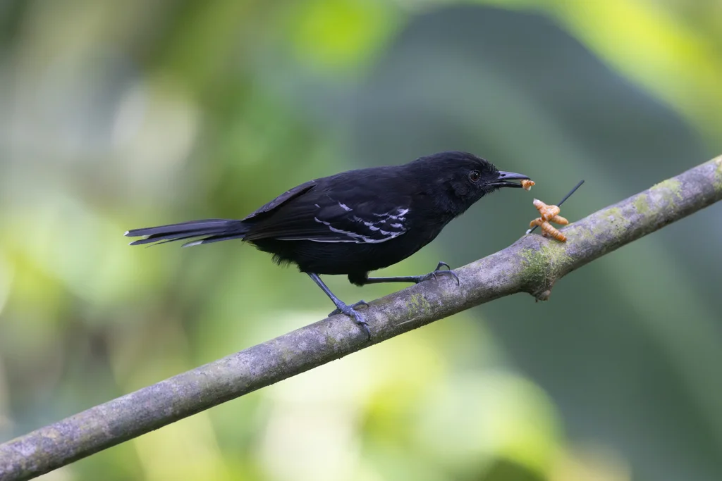 辉黑蚁鸟(Cercomacra nigricans)