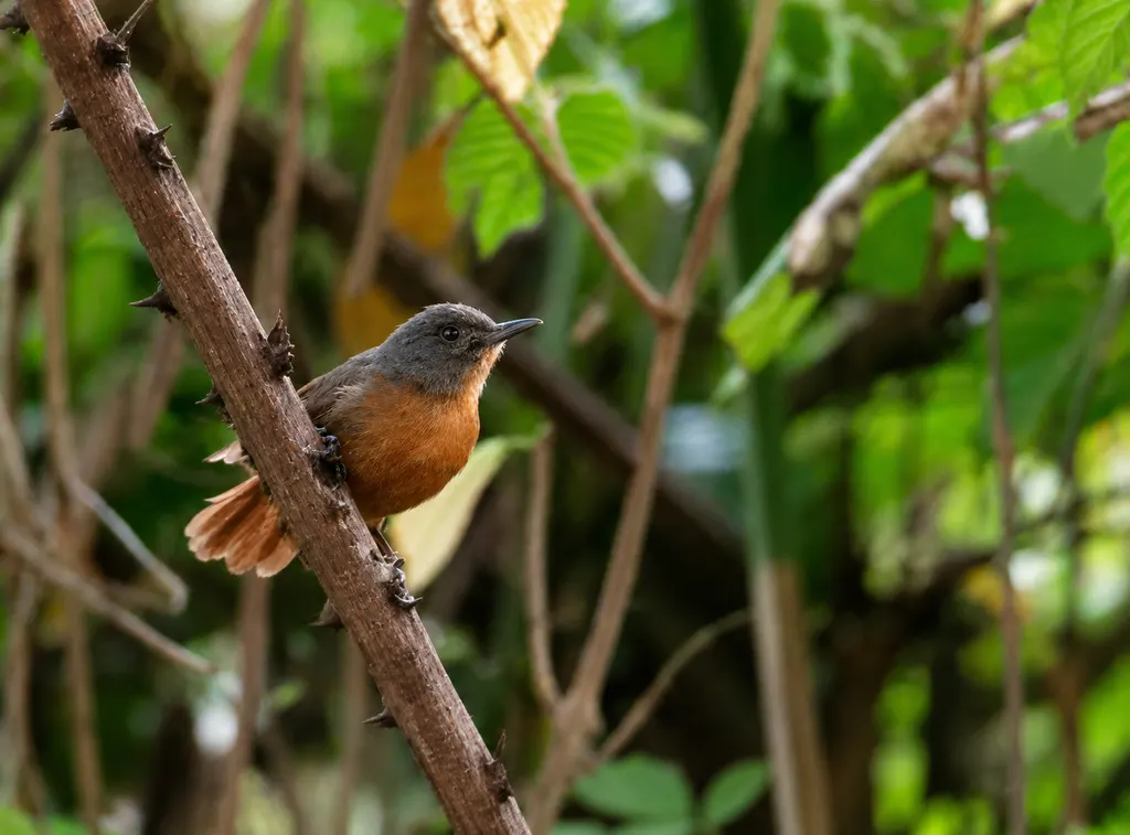 威氏蚁鸟(Cercomacroides laeta)
