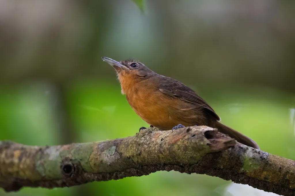 暗蚁鸟(Cercomacroides tyrannina)