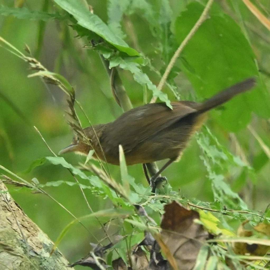 暗蚁鸟(Cercomacroides tyrannina)