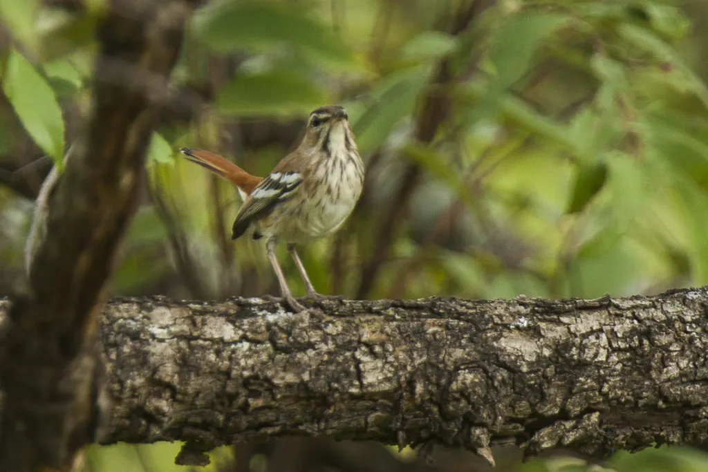 褐背薮鸲(Cercotrichas hartlaubi)
