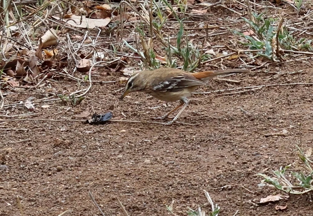 白眉薮鸲(Cercotrichas leucophrys)