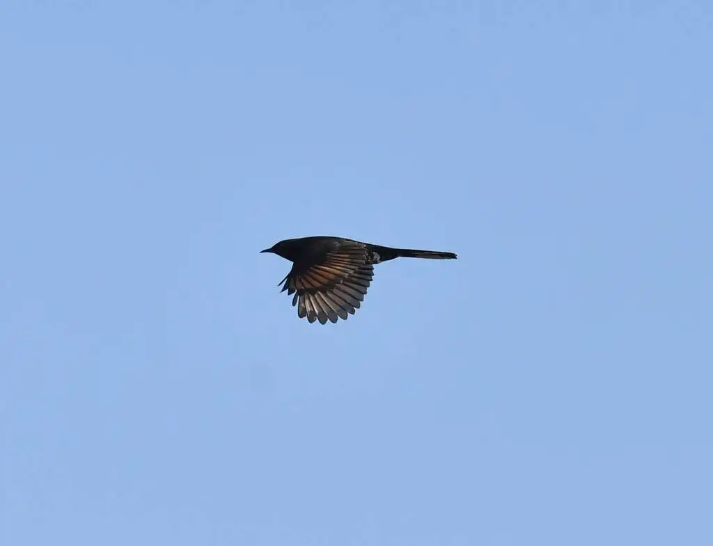 黑薮鸲(Cercotrichas podobe)