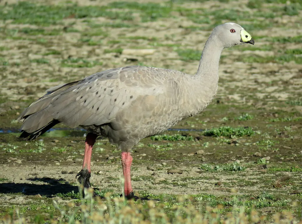 澳洲灰雁（Cereopsis novaehollandiae）