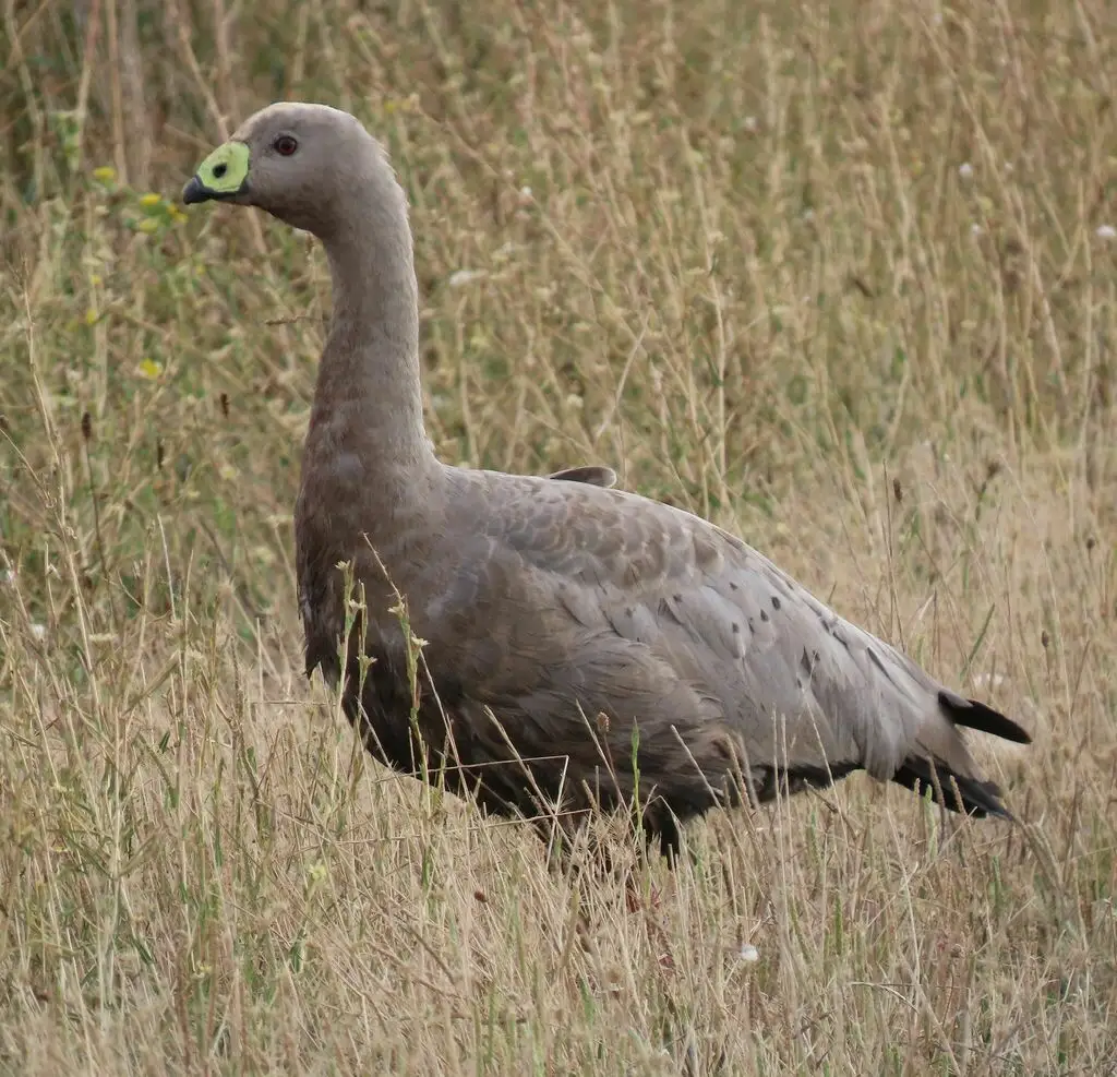 澳洲灰雁（Cereopsis novaehollandiae）
