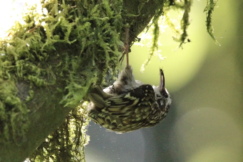 美洲旋木雀(Certhia americana)