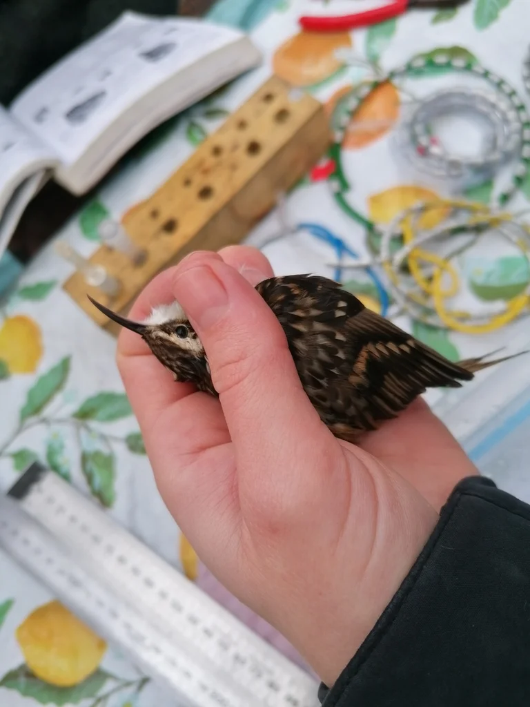 短趾旋木雀(Certhia brachydactyla)