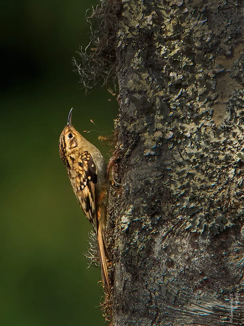 褐喉旋木雀(Certhia discolor)