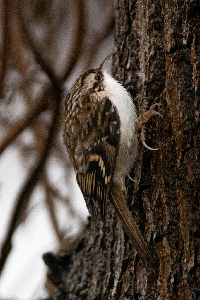 旋木雀(Certhia familiaris)