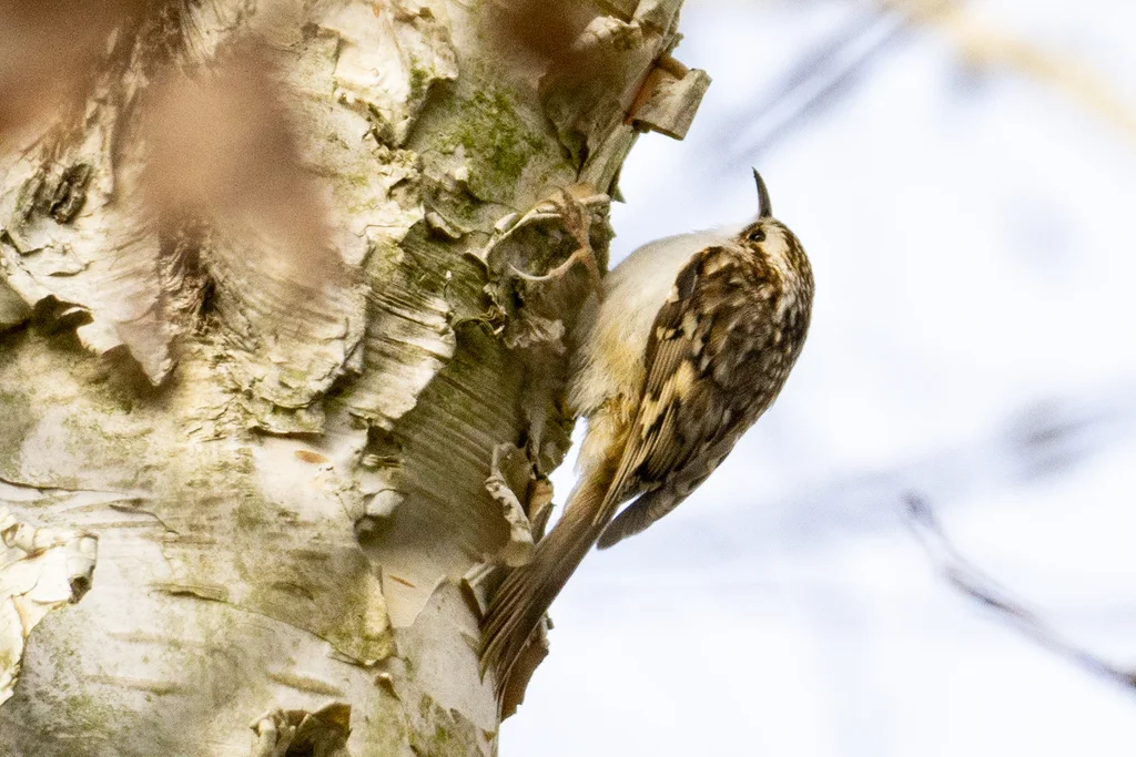 旋木雀(Certhia familiaris)