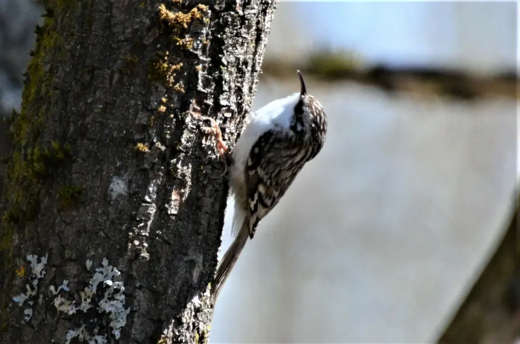 旋木雀(Certhia familiaris)