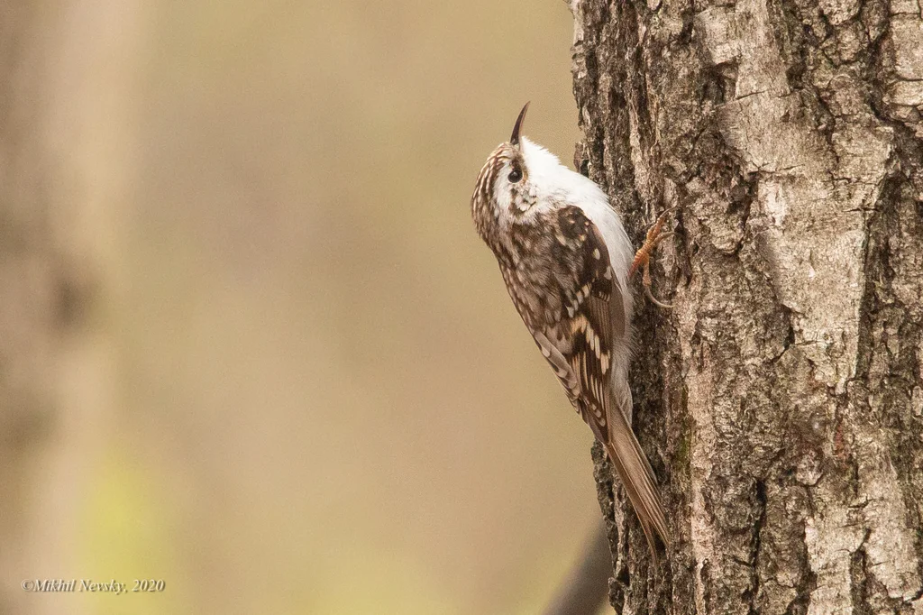 旋木雀(Certhia familiaris)