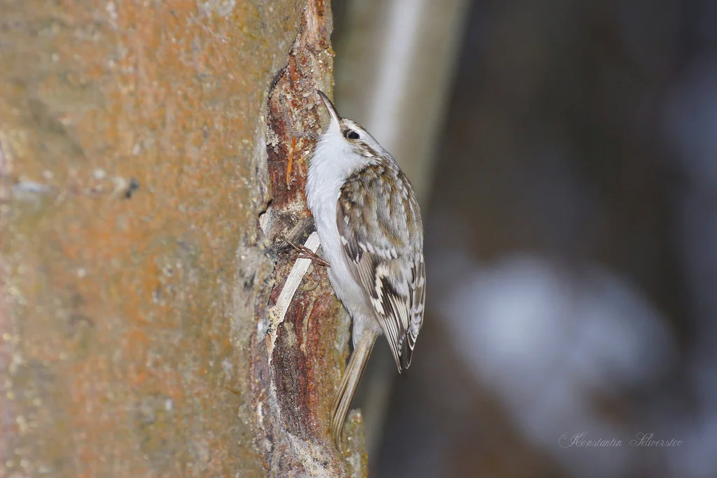旋木雀(Certhia familiaris)
