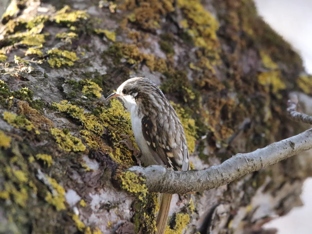 旋木雀(Certhia familiaris)