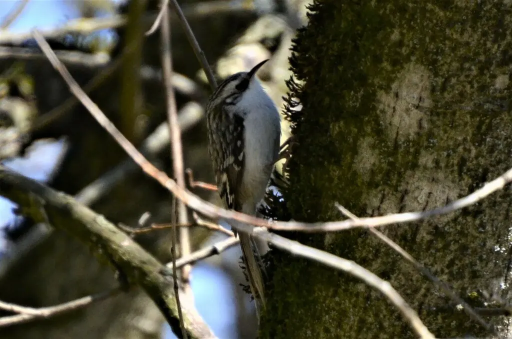 旋木雀(Certhia familiaris)
