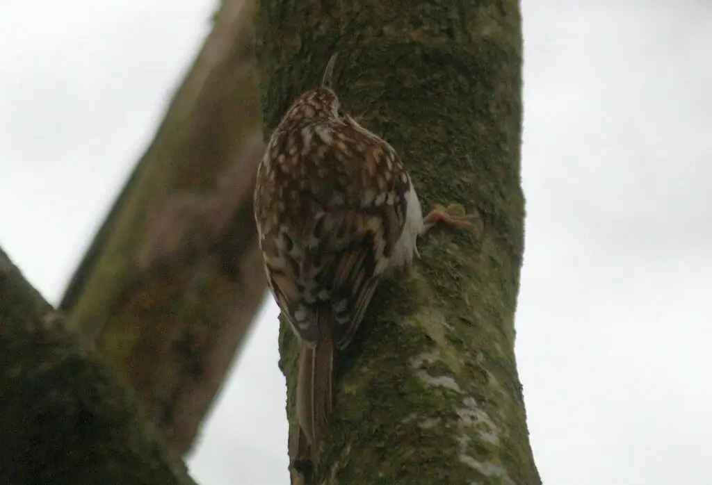 旋木雀(Certhia familiaris)