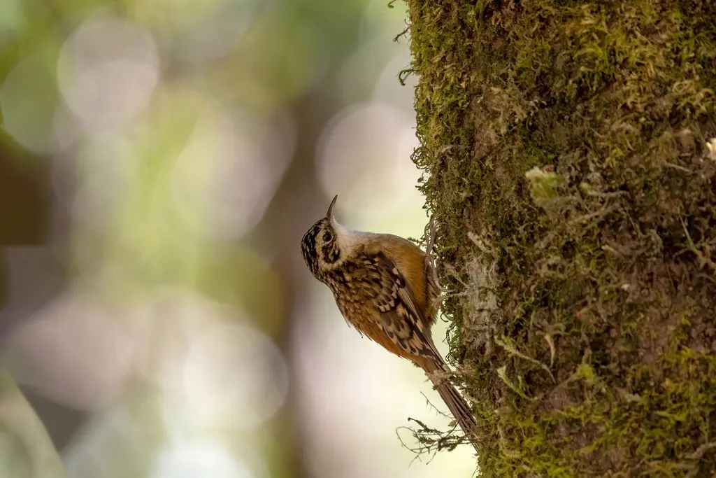锈红腹旋木雀(Certhia nipalensis)