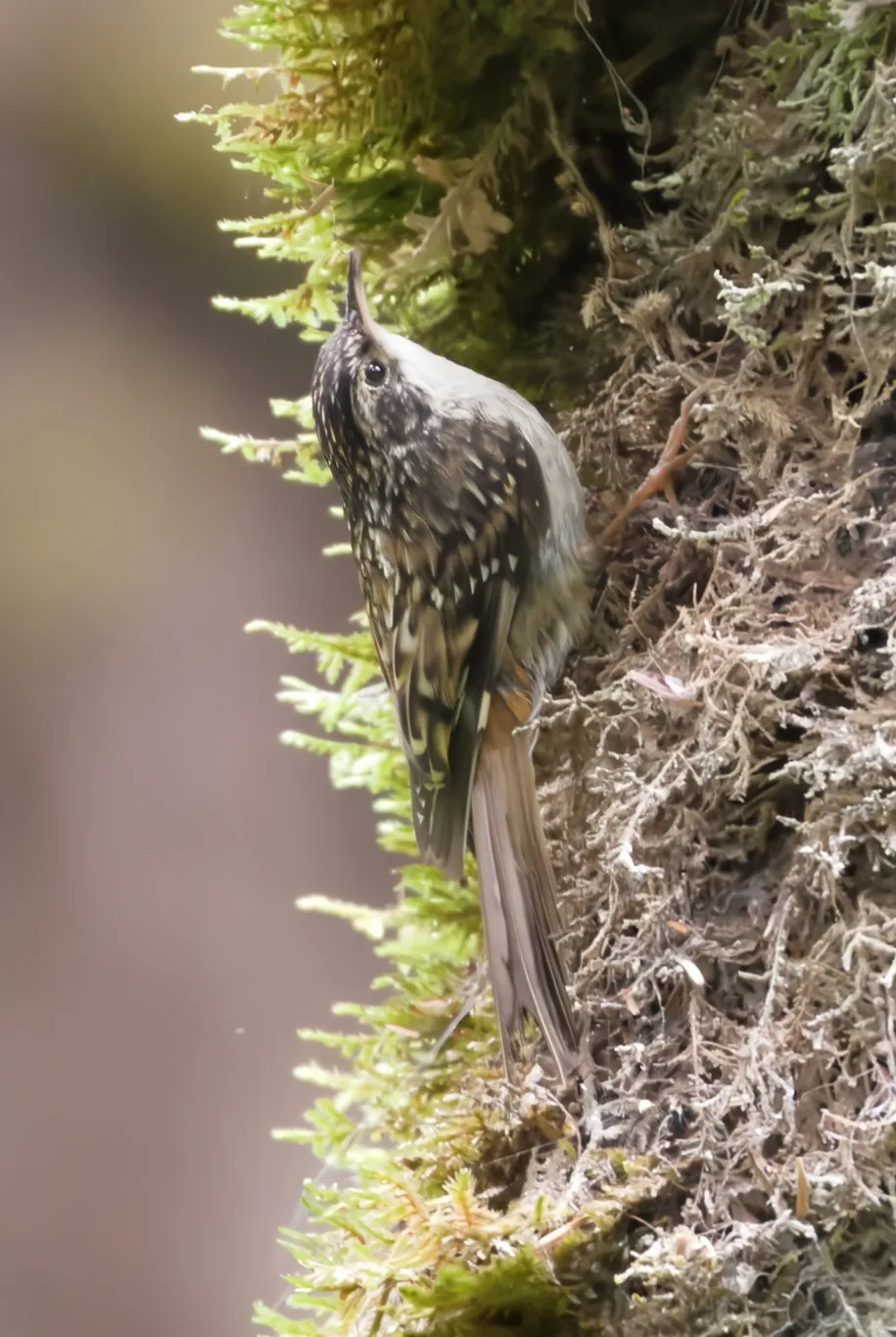四川旋木雀(Certhia tianquanensis)