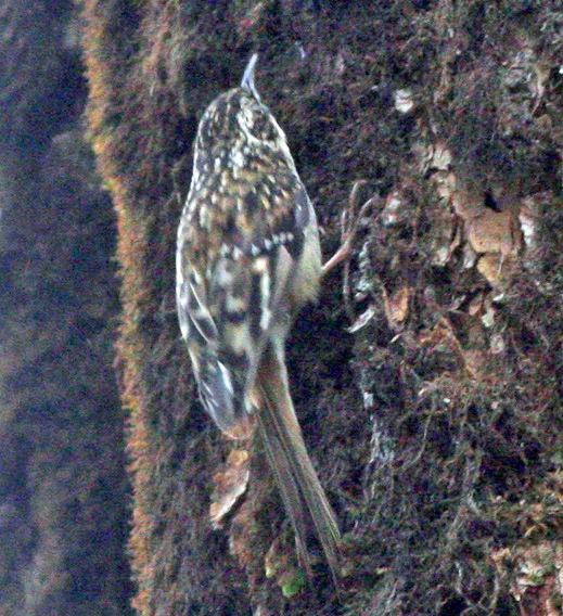四川旋木雀(Certhia tianquanensis)