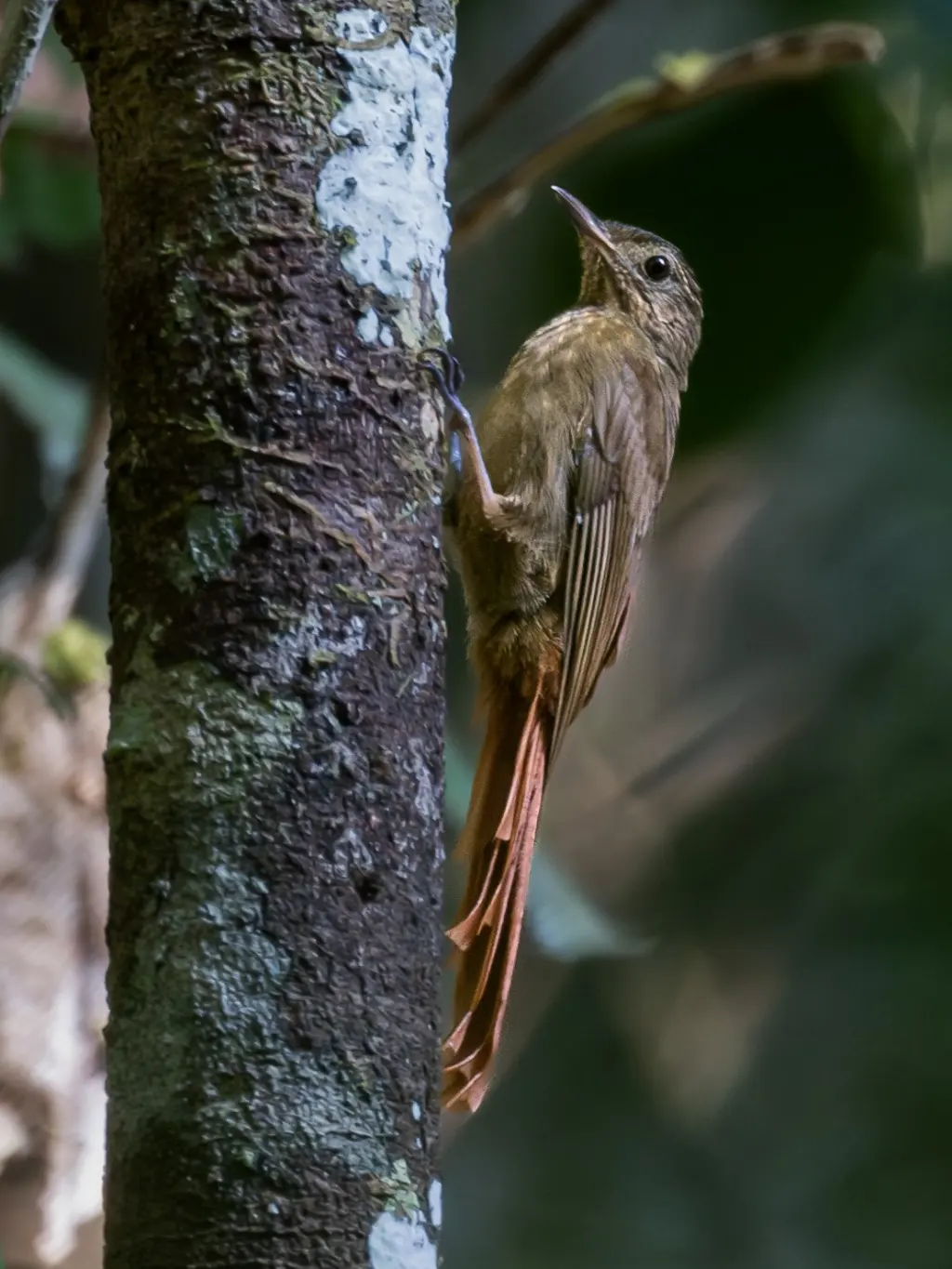 斑喉䴕雀（Certhiasomus stictolaemus）